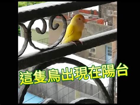 陽台有鳥風水|陽台有鳥窩預示什麼 陽台有鳥窩可以拿掉嗎